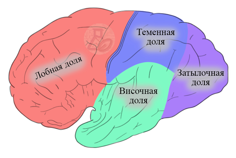 Зоны коры больших полушарий Зоны мозга